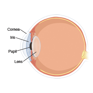 Side view of eyeball, showing parts of eye including cornea, iris, pupil, and lens.