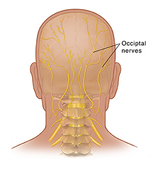 Back view of head showing skull, cervical spine and occipital nerves.